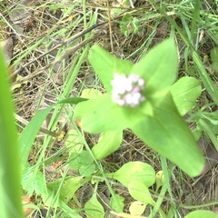 Plectritis congesta brachystemon