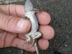 Sceloporus occidentalis occidentalis