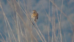 Cisticola exilis