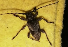 Aegomorphus jaspideus