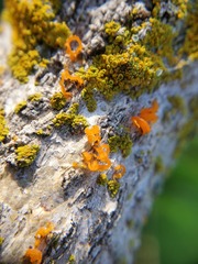 Cytospora chrysosperma