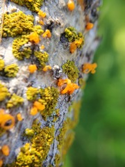 Cytospora chrysosperma