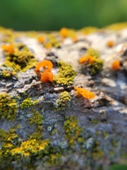 Cytospora chrysosperma