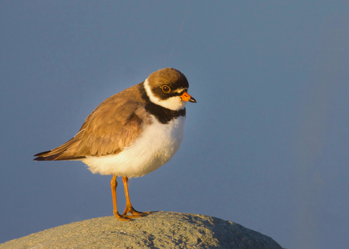 Semipalmated Plover (Charadrius semipalmatus)