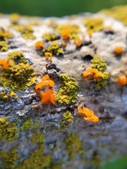 Cytospora chrysosperma