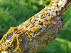 Cytospora chrysosperma