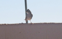 Zonotrichia leucophrys