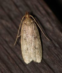 Glyphidocera juniperella
