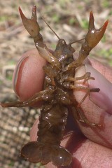 Lacunicambarus nebrascensis