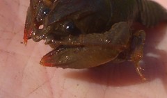 Lacunicambarus nebrascensis