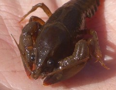 Lacunicambarus nebrascensis