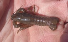 Lacunicambarus nebrascensis