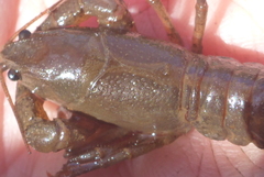 Lacunicambarus nebrascensis