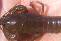 Lacunicambarus nebrascensis