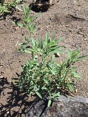 Chenopodium pratericola