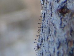 Phaeocalicium curtisii