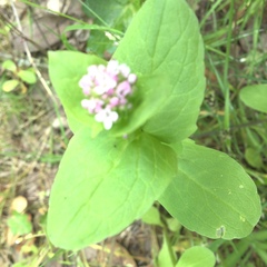 Plectritis congesta brachystemon