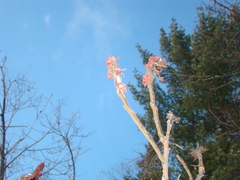 Phaeocalicium curtisii