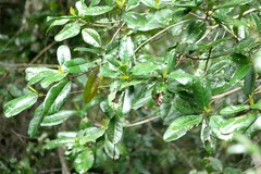 Croton acronychioides
