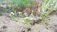 Cryptantha leiocarpa