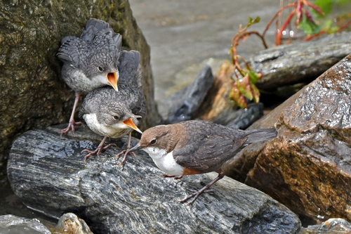 White-throated Dipper