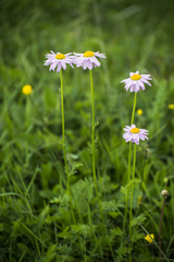 Aster alpinus
