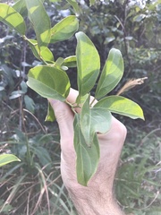 Itea chinensis