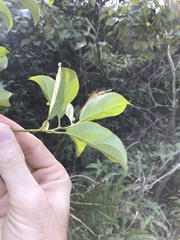 Itea chinensis