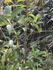 Itea chinensis