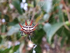 Gasteracantha curvispina