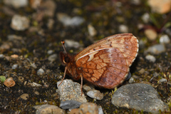 Boloria improba youngi