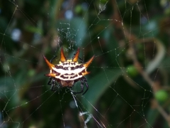 Gasteracantha curvispina