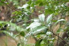 Mischocarpus pyriformis