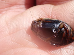 Acilius semisulcatus