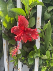 Hibiscus × archeri