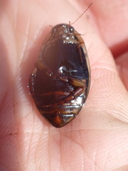 Acilius semisulcatus