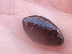 Acilius semisulcatus