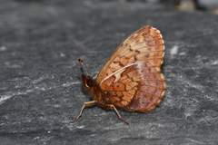 Boloria improba youngi