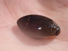 Acilius semisulcatus