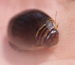 Acilius semisulcatus