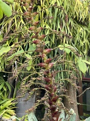 Alcantarea imperialis