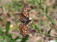 Euphydryas anicia capella
