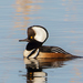 Hooded Merganser - Photo (c) Tim Harding, some rights reserved (CC BY-NC-ND)