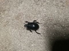 Ceratophyus hoffmannseggi