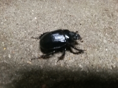 Ceratophyus hoffmannseggi