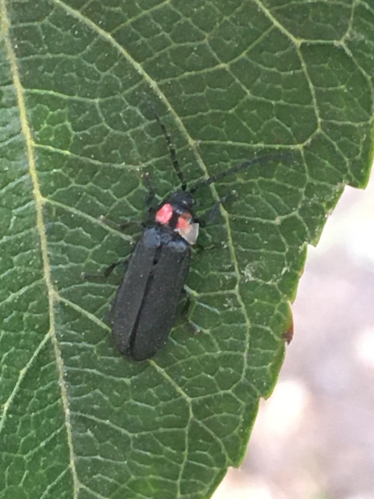 Pyractonema nigripennis