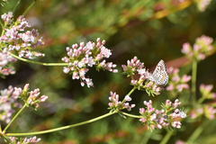Euphilotes bernardino bernardino