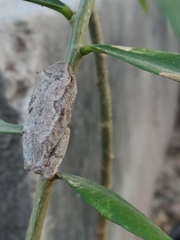 Hyperolius nitidulus