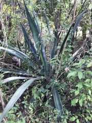 Agave sisalana