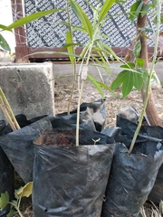 Hyperolius nitidulus